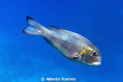 Big Eyes ( Monotaxis grandoculi) Apnea skin diving in Sha... by Alberto Romeo 